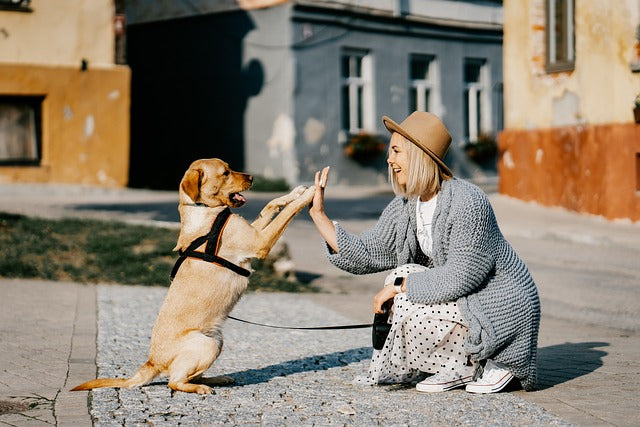 Des Jeux de Stimulation pour Votre Chien : Idées et Conseils Pratiques